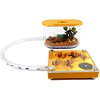Anthillshop.es Hormigueros educativos 3D 7x7 Color Oro con Caja de forrajeo (Hormigas Incluidas Gratis- de 20 a 30…